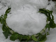 雪