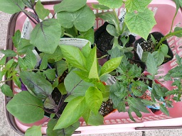 野菜苗15