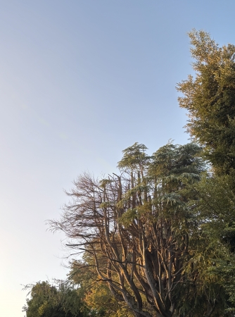 11月前半の営業について