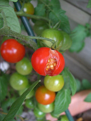 なぜ トマトは夏にビニールハウスで栽培されることがあるのか バナナは草です 植物のぎもん ふしぎに関するブログ