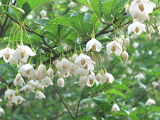 マルハナバチ媒花 下向きに咲く花 弘子の写真館