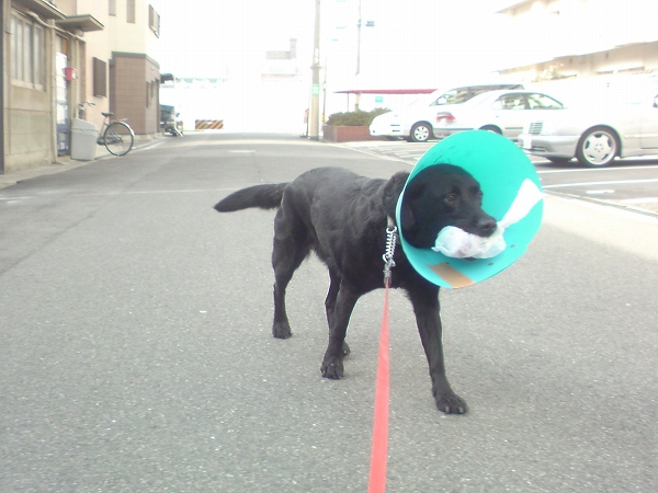 パラボラアンテナ