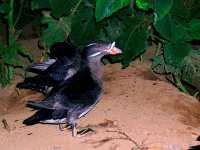 ウトウ