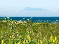野付原生花園