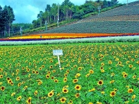 町営ラベンダー園 北星山