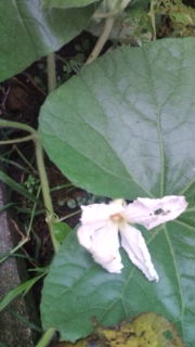 20120613064912.jpg