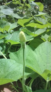 20120715104835.jpg