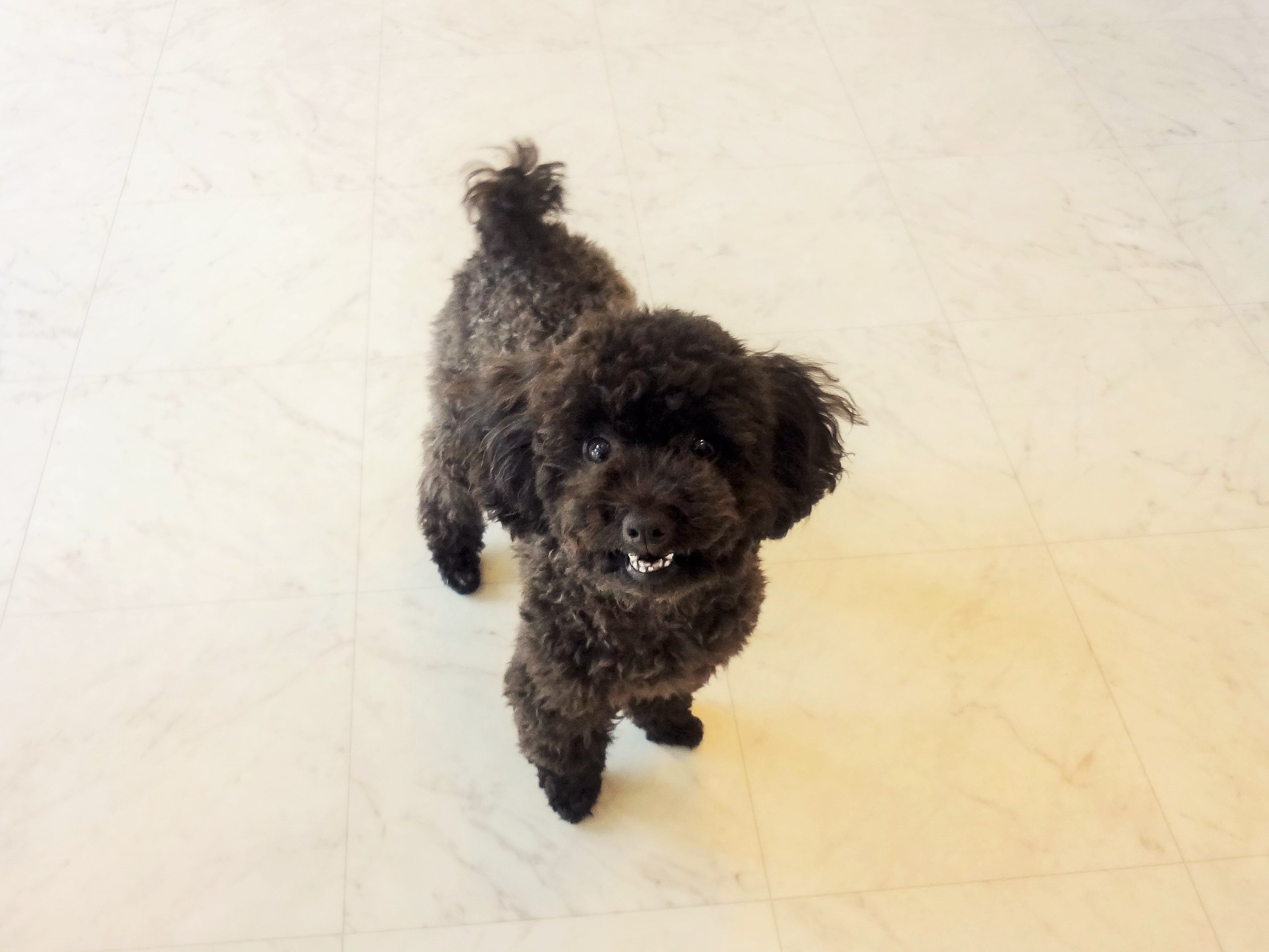 今日のおともだち♪もずくちゃん♪ | トパーズ犬猫クリニック