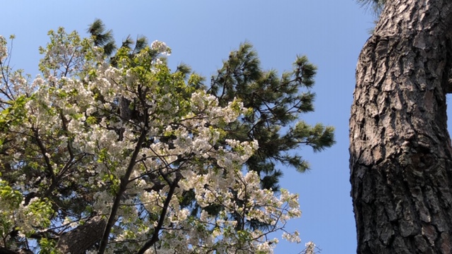 20190406_2812460.jpg