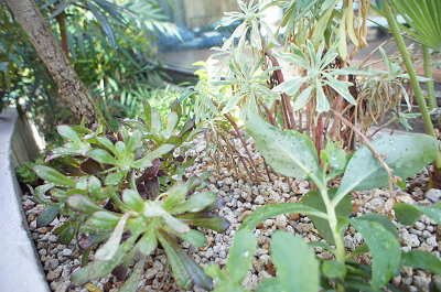 sDSC02364.jpg