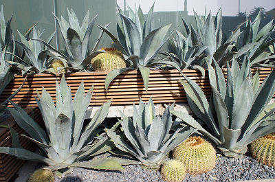 sDSC02701.jpg