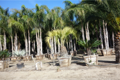 sDSC06135.jpg