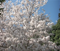 ºù