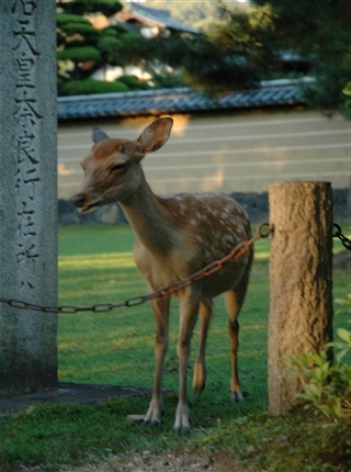 ÆàÎɤμ¯