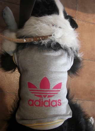 ¥¢¥Ç¥£¥À¥¹