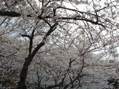 靱公園の桜