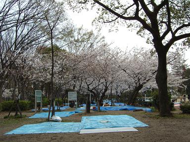 靱公園の桜