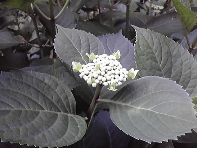 09-05-26_001.jpg