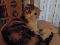 かしげてる