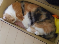 はいりたがーる