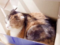 はこいり