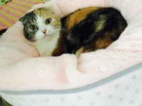 まったり