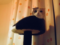 たわー