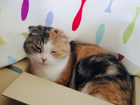 はこいり