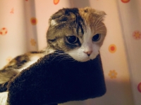 タワー