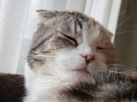 ねている