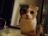 まなざし
