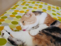 おしゃれ