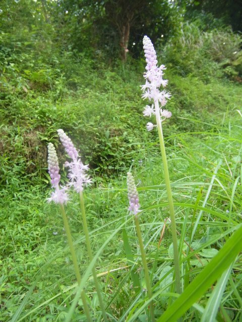 秋の花ツルボ