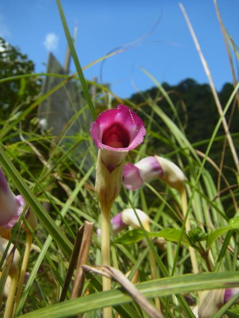 秋の花ナンバンギゼル