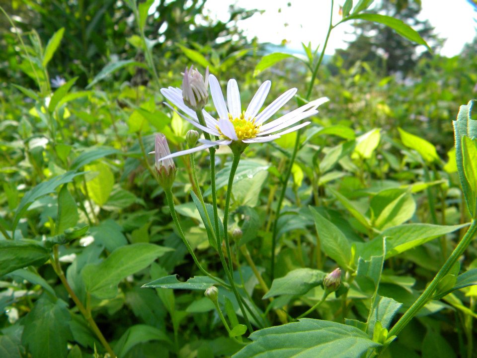 秋の花ヨメナ