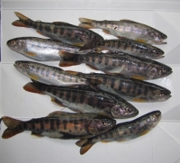 南相木川 釣果
