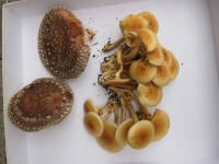 収穫