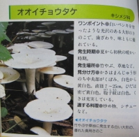 オオイチョウダケ3