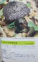 オニイグチモドキ3