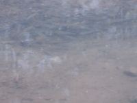 魚の様子
