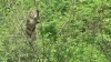 猿