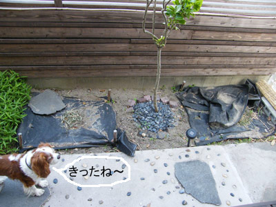 花壇施工前