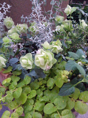 グリーン寄せ植え
