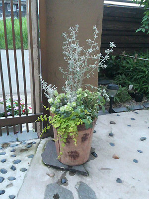 グリーン寄せ植え引き