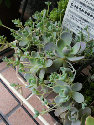 子持ち蓮華