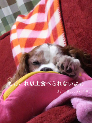 19日バディ