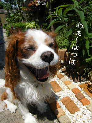 花なし笑うバディ