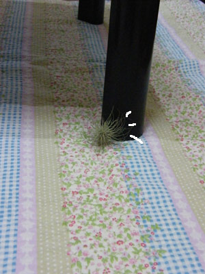 エアプランツ