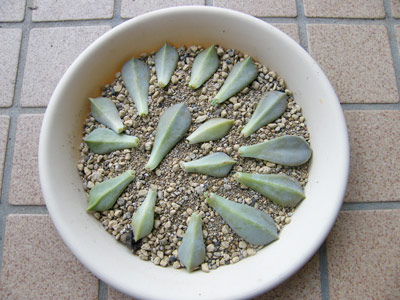 葉ざし