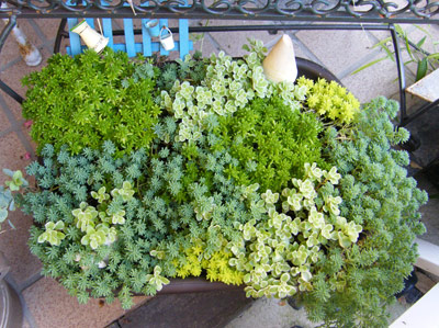 セダムの森8月